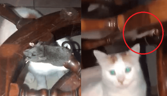 Facebook: captan a rata usando increíble técnica para no ser devorado por gatos [VIDEO]