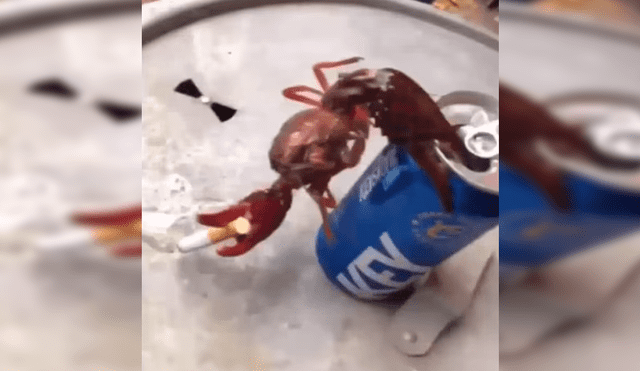 Facebook Viral: Miles están indignados por video de cangrejo 'fumando' y tomando alcohol