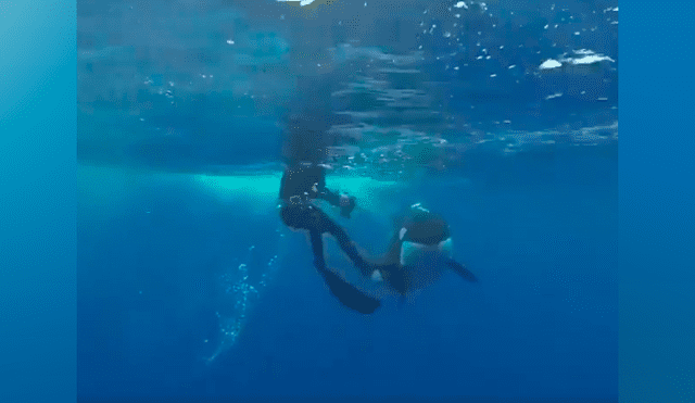 ‘Ballena asesina’ descubre a buzo en su territorio, se acerca y ocurre lo impensado [VIDEO]