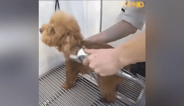 Facebook viral: Rescatan a 'perrito' callejero, lo llevan al veterinario y luce increíble [VIDEO] 