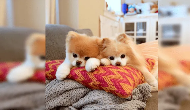 Instagram: murió Boo, el perro más lindo del mundo, que será recordado por estas tiernas fotos
