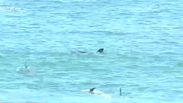 Delfines son vistos en la playa La Herradura. Créditos: Captura América.