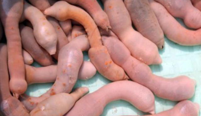 El ‘gusano gordo posadero’ considerado como un delicioso manjar vive en aguas pocos profundas de Japón, China y Corea. Foto: Difusión.