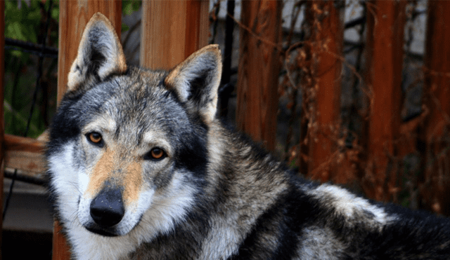 Perro de raza lobo checoslovaco. Foto: Captura.
