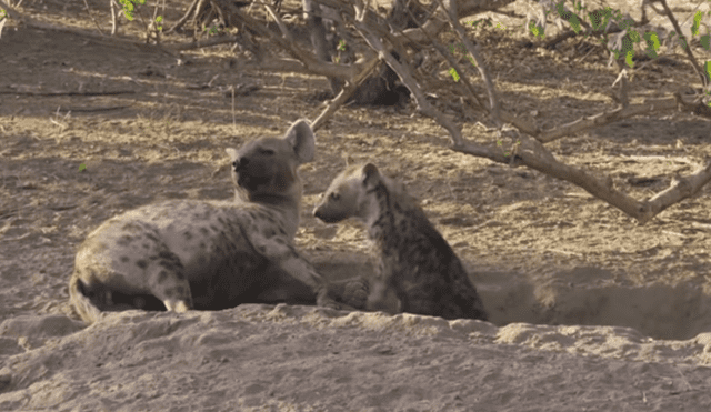 Desliza hacia la izquierda para ver la rápida acción de la hiena para devorar su presa. Video viral de YouTube.
