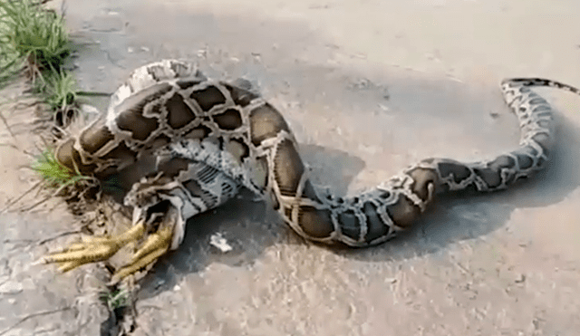 Se topa con serpiente pitón ‘deforme’, la asusta y esta regurgita un gallo entero [VIDEO]