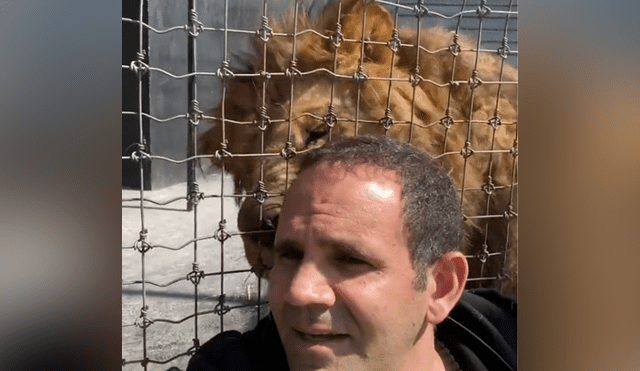 Desliza hacia la izquierda para ver la reacción que tuvo el enorme león con su cuidador. Video es viral en YouTube.