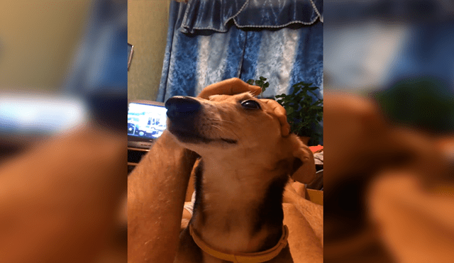 En Facebook, un joven agarró el hocico de su perro para hacer que ‘hable’ y el resultado hizo reír a miles.