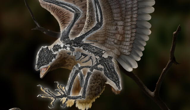 Reconstrucción de Cratonavis zhui, una ave que existió hace 120 millones de años. Foto: Zhao Chuang