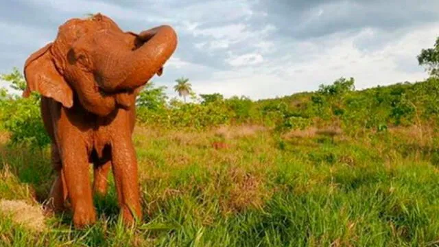 Ramba, la elefanta maltratada durante 40 años en los circos de Chile, falleció debido a un mal renal, según los veterinarios. Foto: Difusión