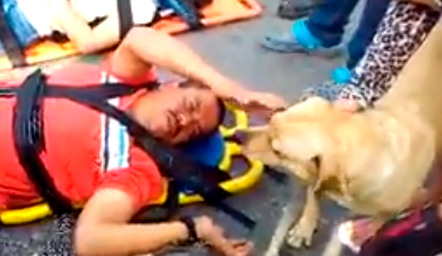 En YouTube, un perro demostró su lealtad al no querer desamparado su dueño, quien fue víctima de un accidente.