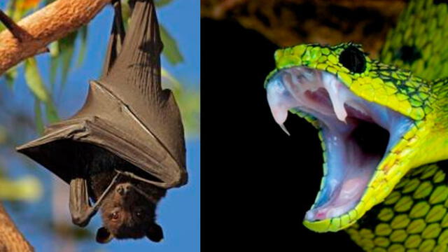 El murciélago y la serpiente podrían ser los responsables del coronavirus. Foto: difusión.