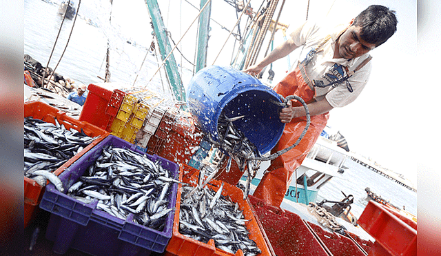 Exportación de pesca para el Consumo Humano Directo crecería 10% el 2019