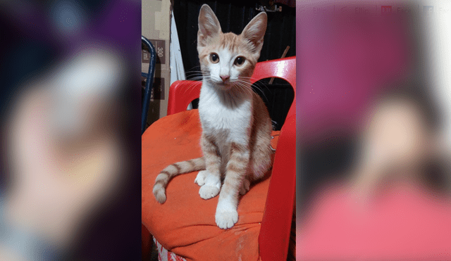 Desliza para ver el radical cambio de este gatito que enamoró a miles en Facebook. Foto: Captura.