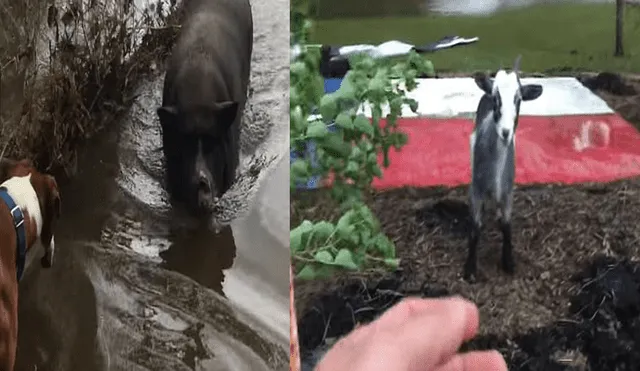 YouTube: el emotivo reencuentro entre un hombre y sus animales tras el huracán Harvey [VIDEO] 