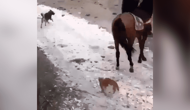 El felino se trepó a la cola del caballo y sufrió las duras consecuencias de su atrevida acción. Foto: captura.