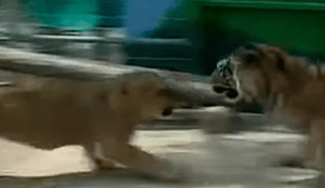 El pequeño león demostró toda su ferocidad y dejó en ridículo a un temible león dentro de un recinto de felinos. Foto: captura