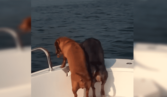 En Facebook, un perro movió sus patas de una manera peculiar tras dar un paseo en bote con sus dueños.