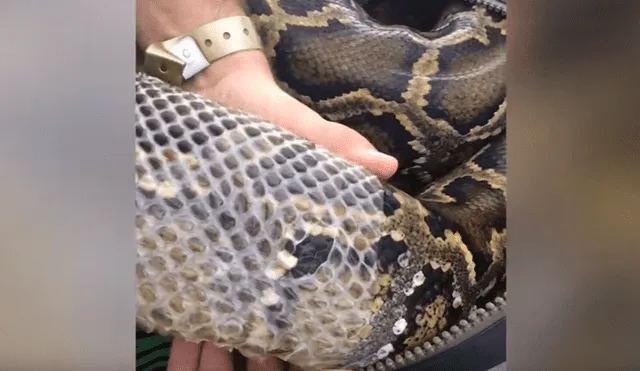 Veterinario ayuda a una anaconda de 3 metros a mudarse de piel.