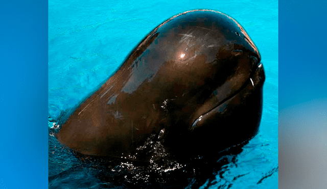 Ballena y delfín tienen cría que se volvió en la criatura marina más rara del mundo