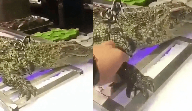 Facebook viral: Turista intenta acariciar a cocodrilo 'disecado' y se lleva tremendo susto [VIDEO]