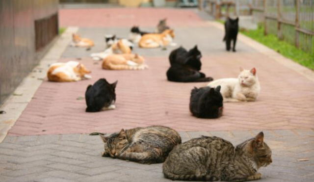 MML multará con más de 4 mil soles a quienes abandonen gatos en Parque Universitario