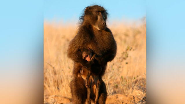 Se ha observado que otros primates llevan a sus bebés muertos durante períodos de tiempo mucho más largos.