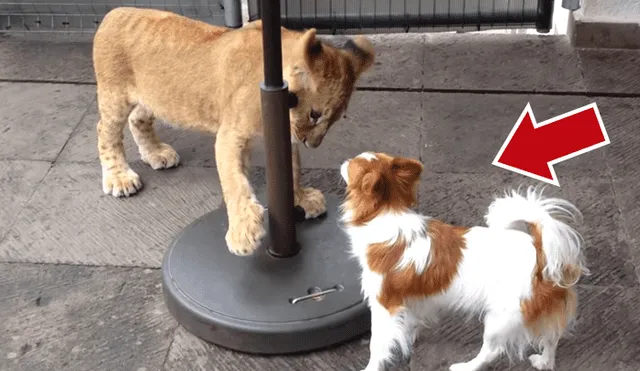 YouTube Viral: perro ingresa a recinto para 'enamorar' a leona y ella intenta 'mordisquearlo' [VIDEO]