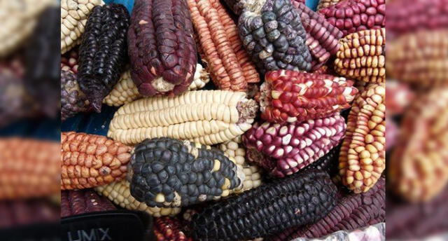 Entregan a agricultores de Cusco semillas de maíces nativos en peligro de desaparecer