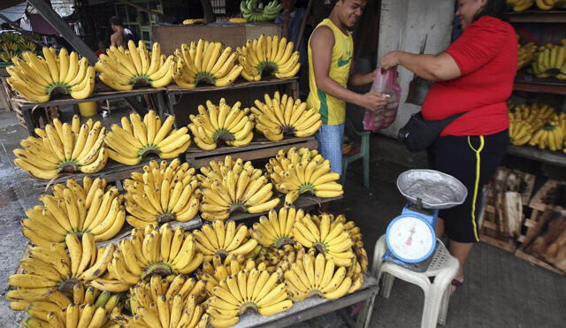 Minagri refuerza controles por hongo que afecta cultivos de plátano