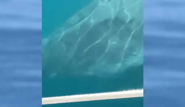 Unos turistas quedaron impactados al ver una enorme criatura marina que se acercaba a su embarcación.