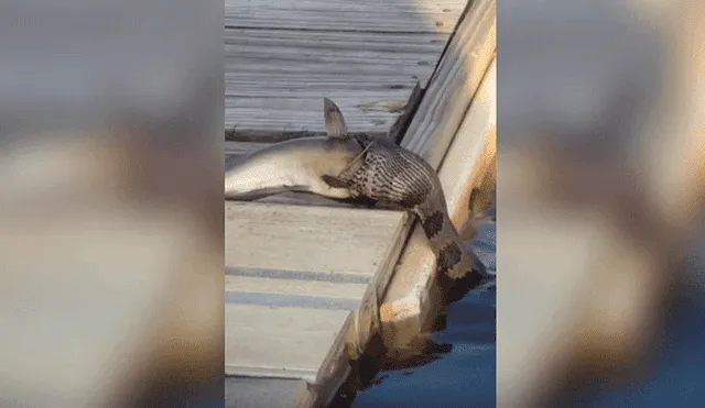 Facebook viral: Serpiente intenta devorar a pez mucho más grande y deja a miles en shock [VIDEO]