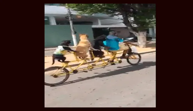 Facebook: hombre graba como es superado en competición por unos perros ciclistas [VIDEO]