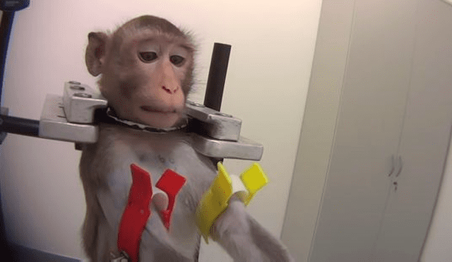 Monos colgados por el cuello y gatos con 13 extracciones de sangre: laboratorio de terroríficos experimentos [FOTOS] 