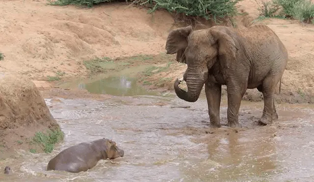 Desliza las imágenes para observar la acción de una mamá elefante para salvar la vida de su cría ante el ataque de un elefante.