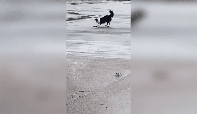 Facebook: Gran sorpresa causó un perro en redes al patinar con una piedra [VIDEO]