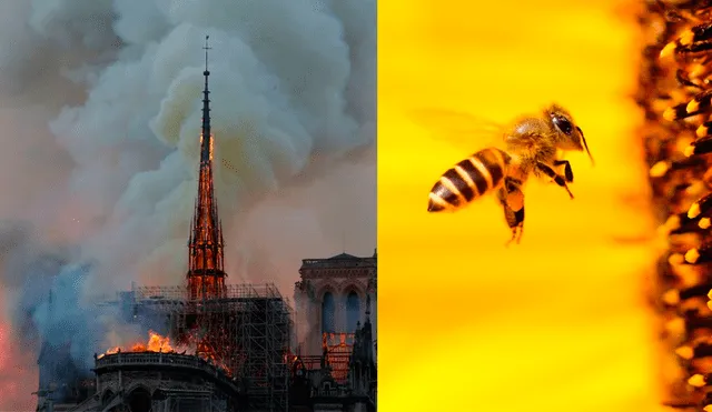 Centenares de abejas: las otras víctimas del incendio en la Catedral de Notre Dame [VIDEO]