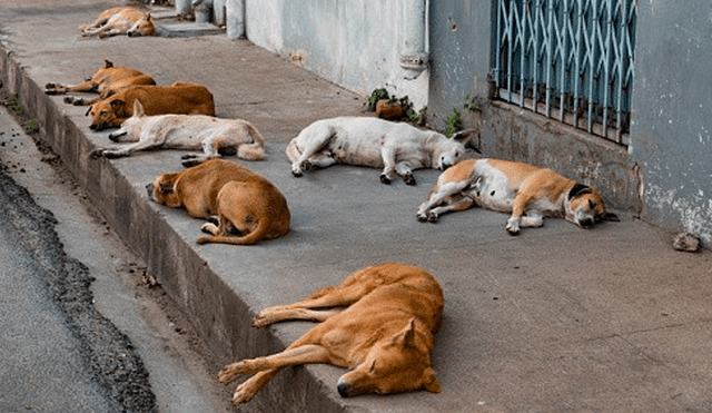 Rusia: matan a perros callejeros en sedes del Mundial 2018