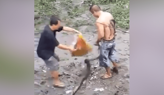 Desliza hacia la izquierda para ver el momento en que el hombre interfiere en la batalla de dos enormes serpientes en Filipinas. El video es viral en YouTube.