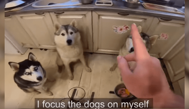 Video es viral en YouTube. Grupo de perros, de raza husky siberiano, ha cautivado a miles de usuarios con su singular comportamiento antes de empezar a comer