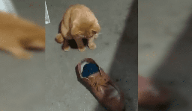 En Facebook, una joven grabó el momento que su gato puso a un indefenso ratón en unos zapatos para evitar que se fugue.