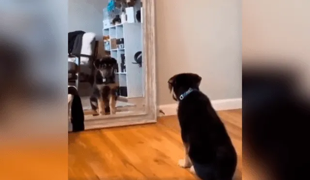 Desliza las imágenes hacia la izquierda para apreciar la curiosa reacción un perro al ponerse frente al espejo. Fotocaptura: Facebook.