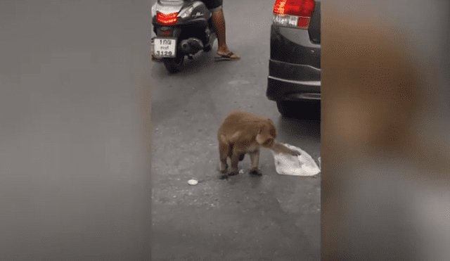 Video es viral en TikTok. El primate sorprendió a esposos en plena autopista y trepó su vehículo para llevarse la comida que cargaba uno de ellos. Fotocaptura: YouTube