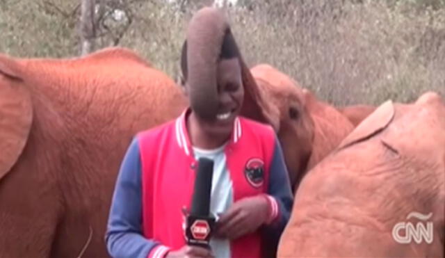 Mientras el joven daba las noticias, el animal colocó su trompa encima de él para agarrarle su cabeza y orejas. Foto: composición LR/Facebook/CNN