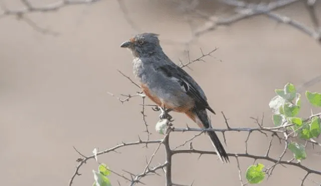 20 Animales en peligro de extinción y extintos en Perú 2019 [FOTOS]
