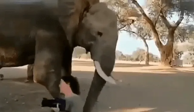 Enorme elefante tropieza con mujer y hace lo impensado para sacarla de su camino [VIDEO]