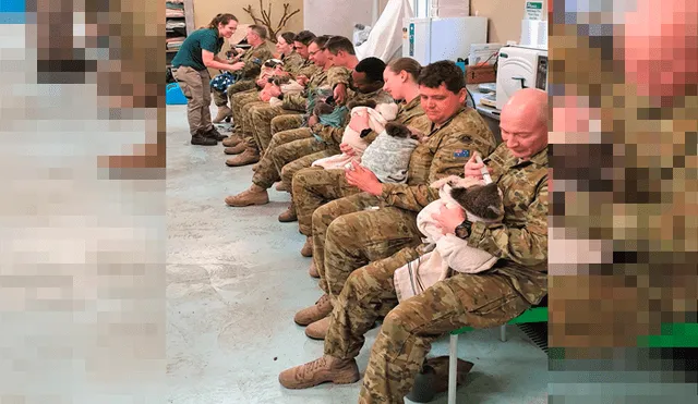 Militares cuidan en su hora de descanso a koalas afectados por incendios forestales [FOTOS] 