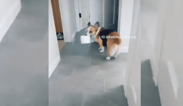 Video es viral en YouTube. La mujer hizo una prueba con el can y no dudó en grabarlo para mostrar su astuto comportamiento. Fotocaptura: Twitter