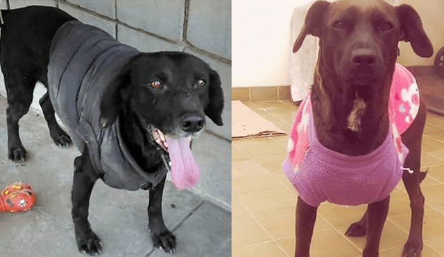 En Facebook, indignación por perros envenenados en Universidad Agraria La Molina [FOTOS]