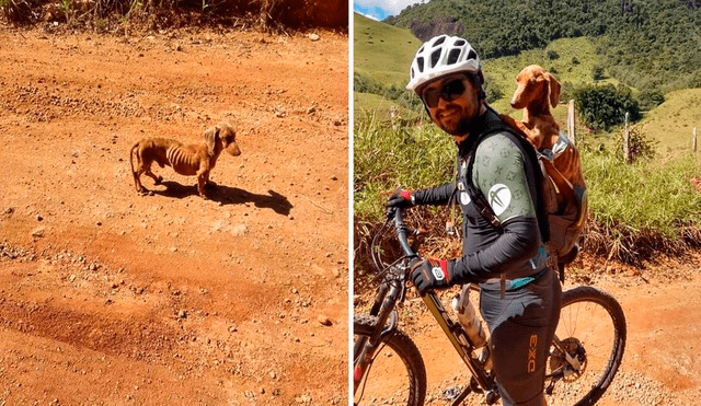 Desliza las imágenes para conocer al perrito que fue rescatado por un ciclista en medio del desierto brasileño. Foto: Facebook